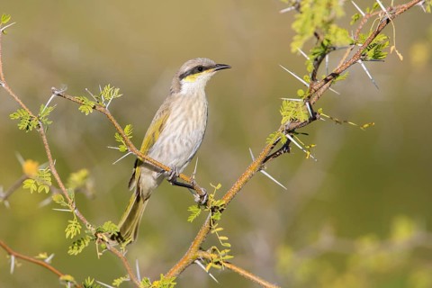 Singing Honeyeater (Gavicalis virescens) perched on a branch, Queensland, Australia