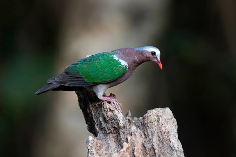 Common Emerald Dove (Chalcophaps indica) male, Yunnan, China