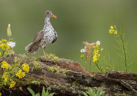 Spotted Sandpiper (Actitis macularius) perched on a log, British Columbia, Canada