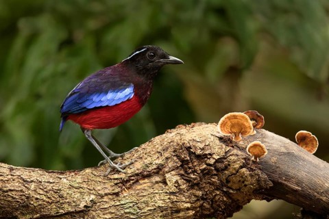 Black-crowned Pitta (Erythropitta ussheri), Sabah, Malaysia