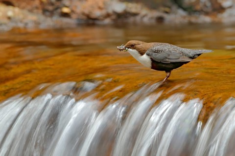 White-throated Dipper, Cinclus cinclus, brown bird with white throat in the river, waterfall in the