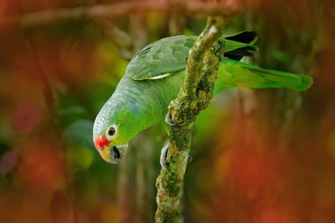 Red-lored Parrot, Amazona autumnalis, portrait of light green parrot with red head, Costa Rica.