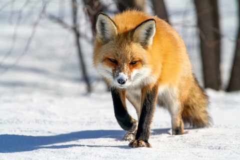 Red fox (vulpes vulpes), Fox walking on snow and spotting a prey, Fox ready to pounce, Close-up,