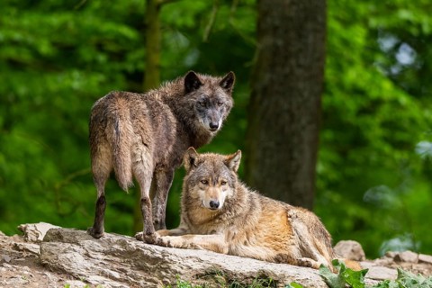 Eastern wolves (Canis lupus lycaon) on a little hill, Bavaria, Germany
