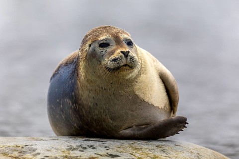 Harbour seal (Phoca vitulina) lying on a stone in the water, Mammals (Mammalia), Gravnesodden,