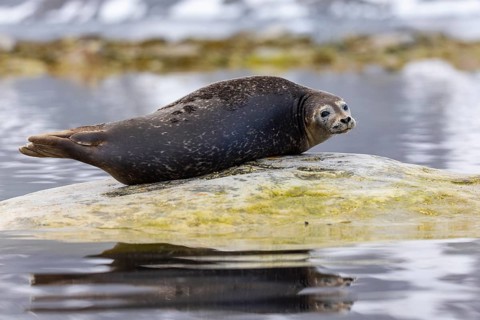 Harbour seal (Phoca vitulina) lying on a stone in the water, Mammals (Mammalia), Gravnesodden,