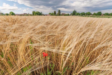 A large field of golden barley grass moves gently in the breeze, punctuated by a vibrant red poppy.