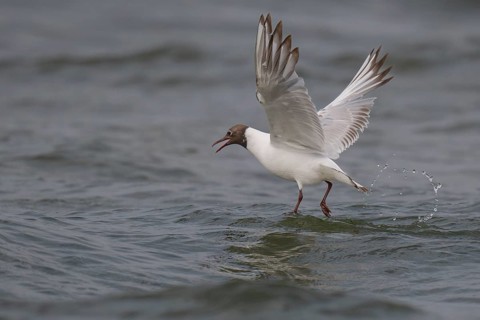 Black-headed gull (Chroicocephalus ridibundus) in summer plumage, looking for small fish, near