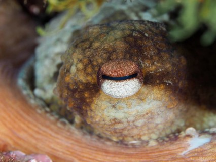 Close-up of an eye of Common Octopus (Octopus vulgaris) with clear texture and details in a natural