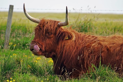 Long-haired cattle on a green pasture looks calm and peaceful, humour, sticking out tongue,