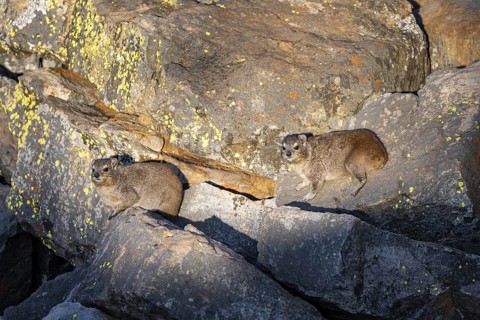 Rock hyrax (Procavia capensis), group on rocks in the evening light, Mpumalanga, South Africa