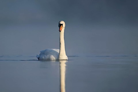 Mute swan (Cygnus olor), swimming in the morning light on the Flachsee, nature reserve, Reusstal,