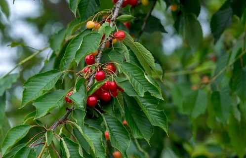 Wild bird cherry (Prunus avium subsp. avium), Germany