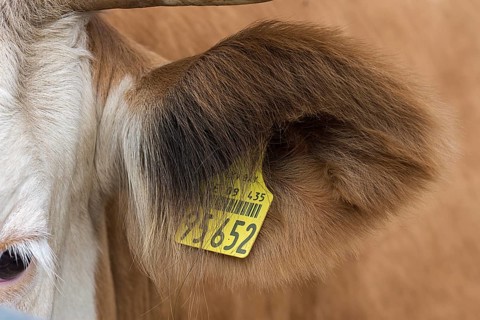 Ear of a cow with ear tag, Bavaria, Germany