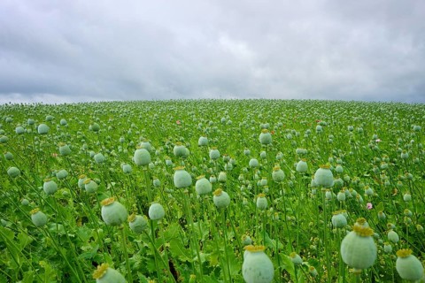 Fruit stands of opium poppy (Papaver somniferum), with grey sky, summer, Germerode, Geo nature park