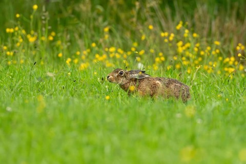 European hare (Lepus europaeus), Vulkaneifel, Rhineland-Palatinate, Germany