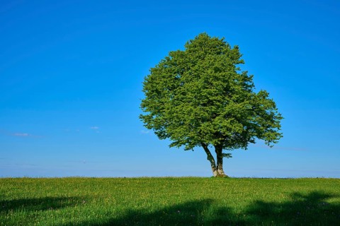 A beech tree on a wide meadow under a blue sky, spring, Schauinsland, Freiburg im Breisgau, Black