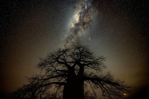 Silhouette of a baobab tree with starry sky and Milky Way, African baobab (Adansonia digitata),