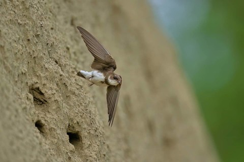 Sand martin (Riparia riparia), taking off from its breeding tube, Reussegg nature reserve, Canton