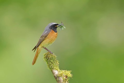 Redstart (Phoenicurus phoenicurus), male with caterpillars in beak on mossy branch, songbird,