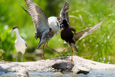 Dynamic image of fighting ruffs, wings unfolded over water in natural environment, ruff (Calidris