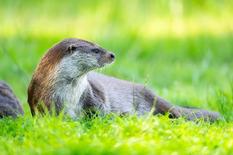 Eurasian otter (Lutra lutra) on a meadow, Hesse, Germany