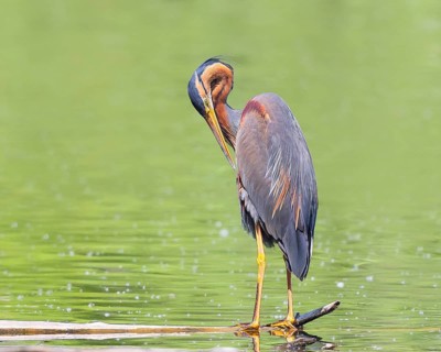 Purple heron (Ardea purpurea), standing on a branch in the water, preening its plumage, wildlife,