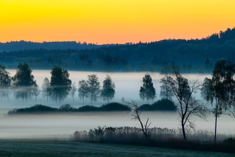 Early morning fog over the moor, birch (Betula), birch family (Betulaceae), dawn, fog, Pfrungen,