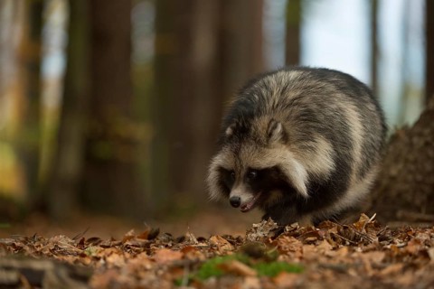 Out and about in the forest... Raccoon dog (Nyctereutes procyonoides), very adaptable carnivore,