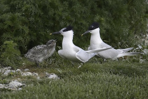 Sandwich Tern (Thalasseus sandvicensis) juvenile, Texel, Netherlands