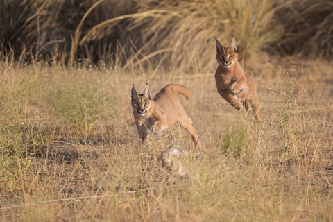 Caracal (Caracal caracal) two adult hunting Iberian Hare (Lepus granatensis), Castile-La Mancha,
