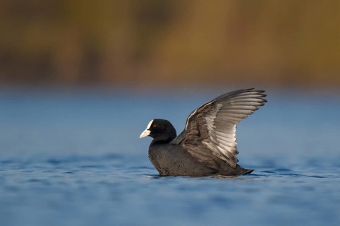 Eurasian Coot (Fulica atra), North Rhine-Westphalia, Germany