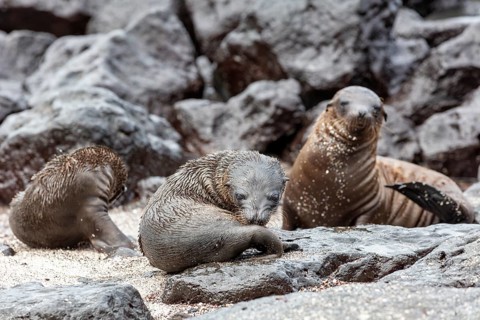 Sea lions (Zalophus wollebaeki), San Cristobal, Galapagos, Ecuador