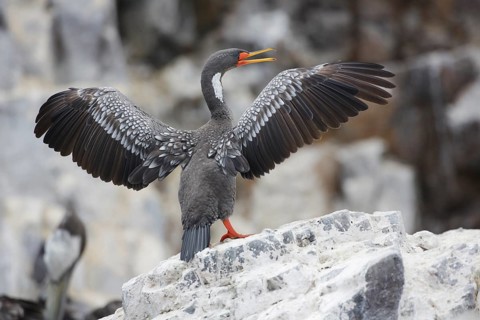 Red-legged Cormorant (Phalacrocorax gaimardi) drying its wings, Lima, Peru