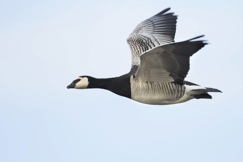 Barnacle Goose (Branta leucopsis) flying, Bavaria, Germany