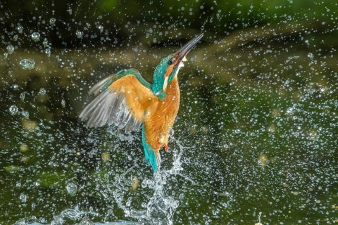 Common Kingfisher (Alcedo atthis) male fishing, Lower Saxony, Germany