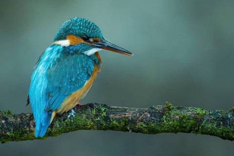 Common Kingfisher (Alcedo atthis) female perched on a branch, Lower Saxony, Germany