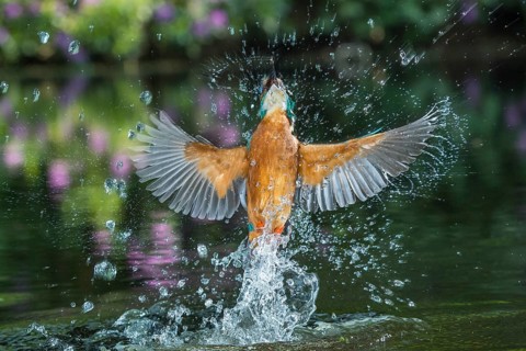 Common Kingfisher (Alcedo atthis) male fishing, Lower Saxony, Germany