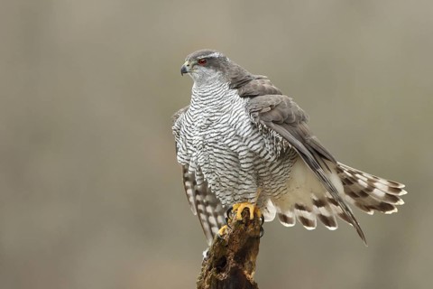 Northern Goshawk (Accipiter gentilis) female, Baden-Wuerttemberg, Germany