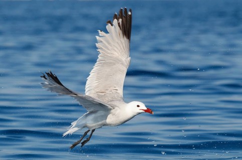 Audouin's Gull (Ichthyaetus audouinii) flying, Mallorca, Spain