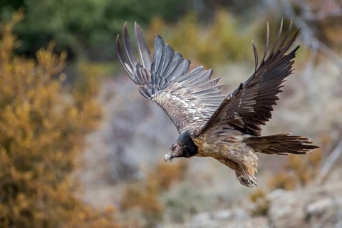 Bearded Vulture (Gypaetus barbatus) flying, Catalonia, Spain