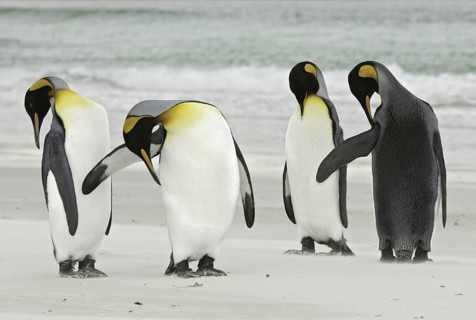 King Penguin (Aptenodytes patagonicus), Falkland Islands
