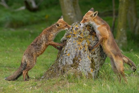 Red Fox (Vulpes vulpes) two young standing upright on tree trunk, Netherlands