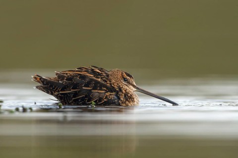 Watersnip, Snipe, Gallinago gallinago