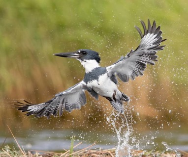 Belted Kingfisher (Megaceryle alcyon) male flying, Florida, USA