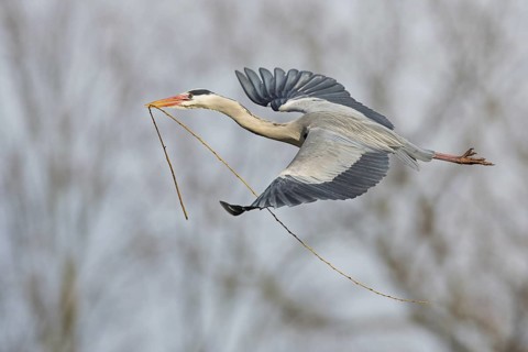 Grey Heron (Ardea cinerea) flying, Baden-Wuerttemberg, Germany
