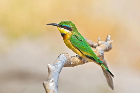 Little Bee-eater (Merops pusillus) perched on a branch, Chobe, Botswana