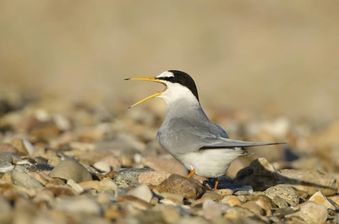 Little Tern (Sternula albifrons), Schleswig-Holstein, Germany