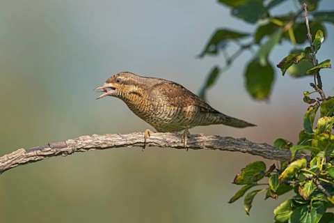 Eurasian Wryneck (Jynx torquilla) juvenile eating an ant, Aosta Valley, Italy