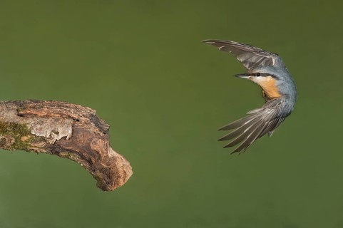 Eurasian Nuthatch (Sitta europaea) landing on a branch, Aosta Valley, Italy